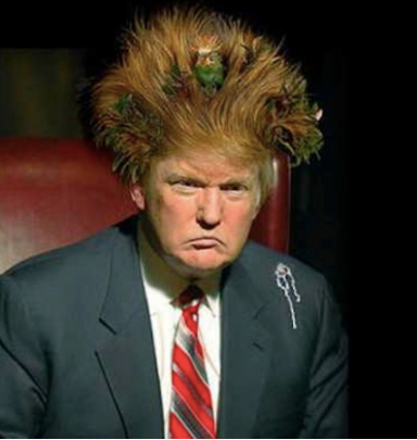 Trump nest hair.png